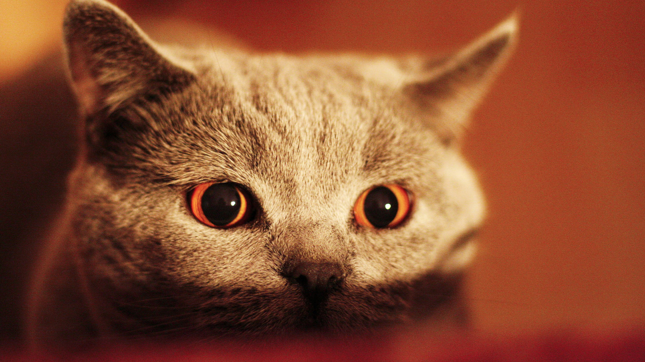 Chat Bleu Russe en Photographie Rapprochée. Wallpaper in 1280x720 Resolution