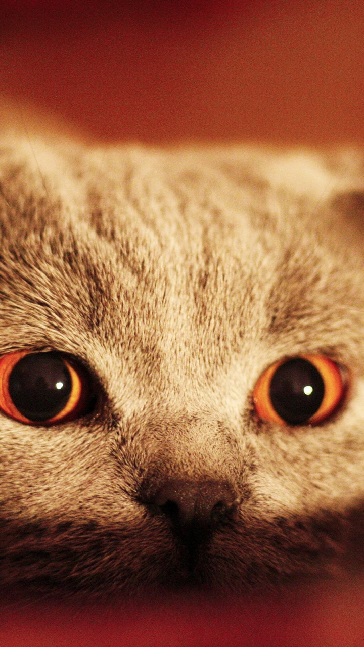Russian Blue Cat in Close up Photography. Wallpaper in 720x1280 Resolution