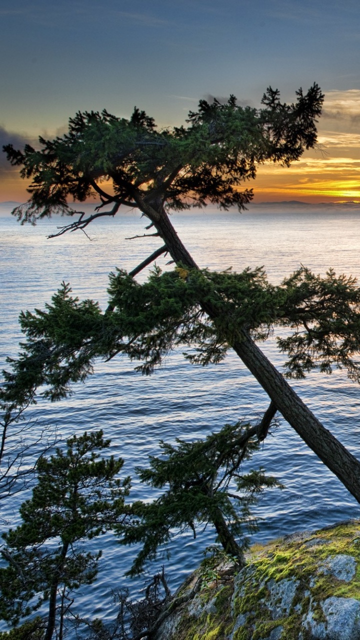 Green Tree Near Body of Water During Sunset. Wallpaper in 720x1280 Resolution