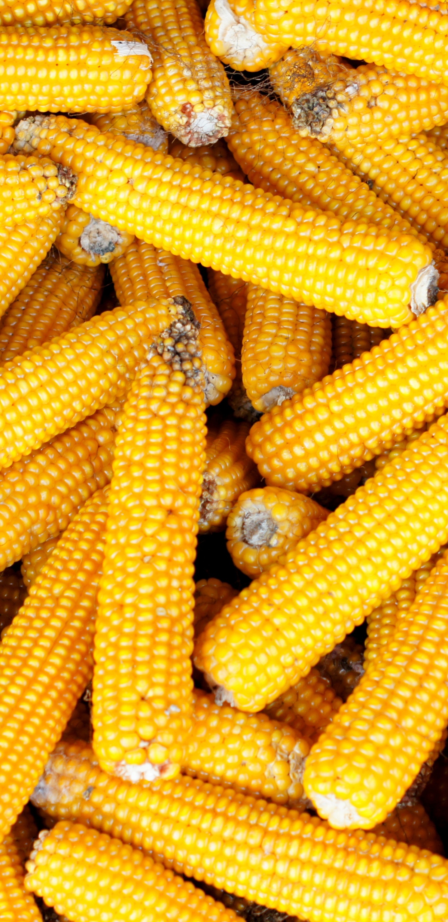 le Maïs Sucré, Épi de Maïs, Cuisine Végétarienne, Maïs, Aliment. Wallpaper in 1440x2960 Resolution