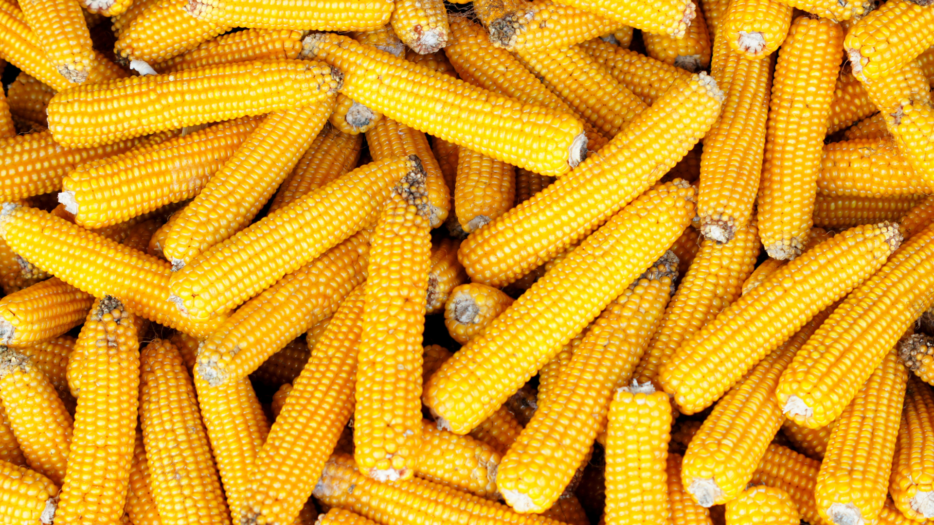 Maíz Dulce, Maíz en la Mazorca, Cocina Vegetariana, Elote, Alimento. Wallpaper in 1920x1080 Resolution