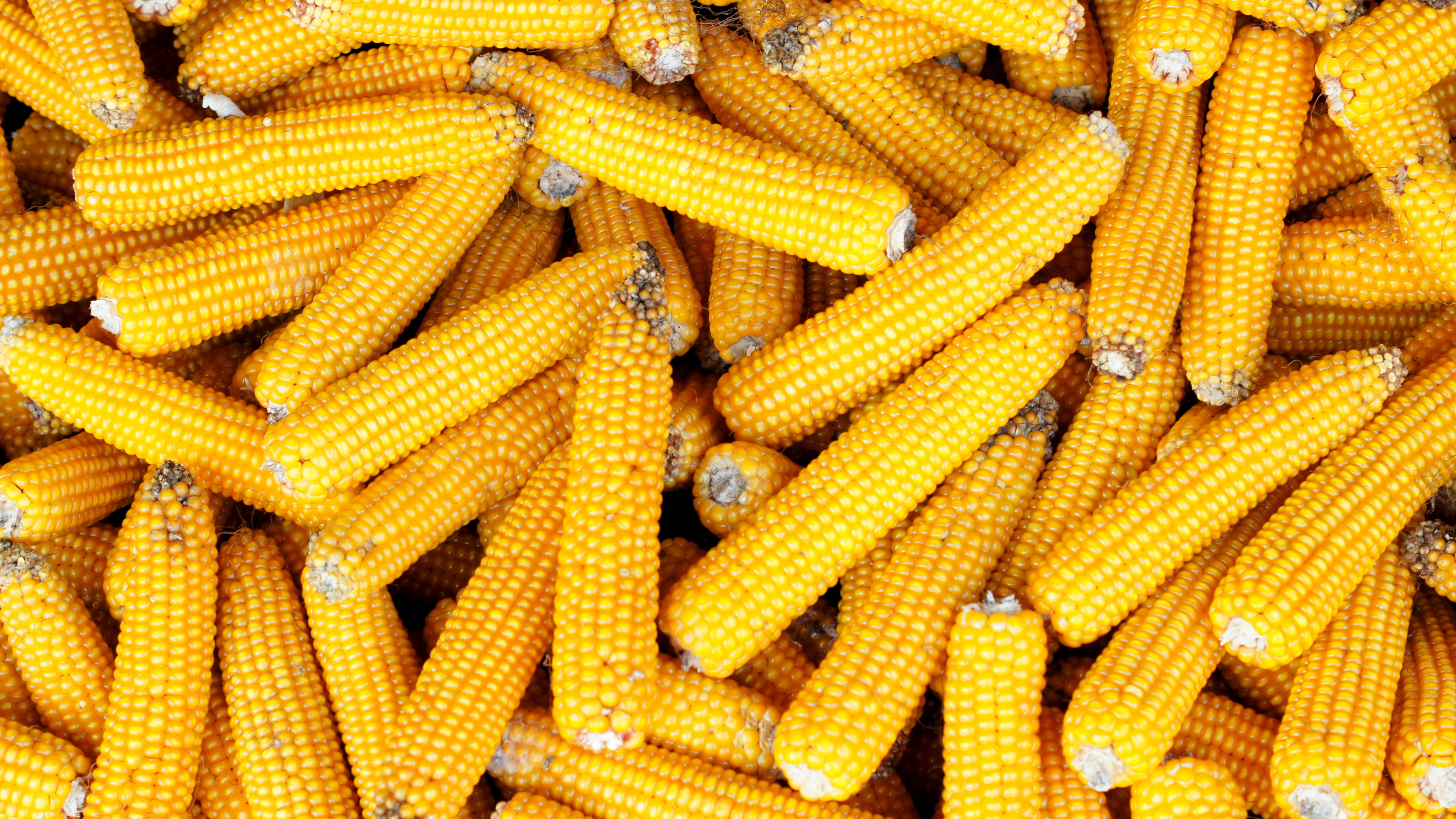 Maíz Dulce, Maíz en la Mazorca, Cocina Vegetariana, Elote, Alimento. Wallpaper in 3840x2160 Resolution