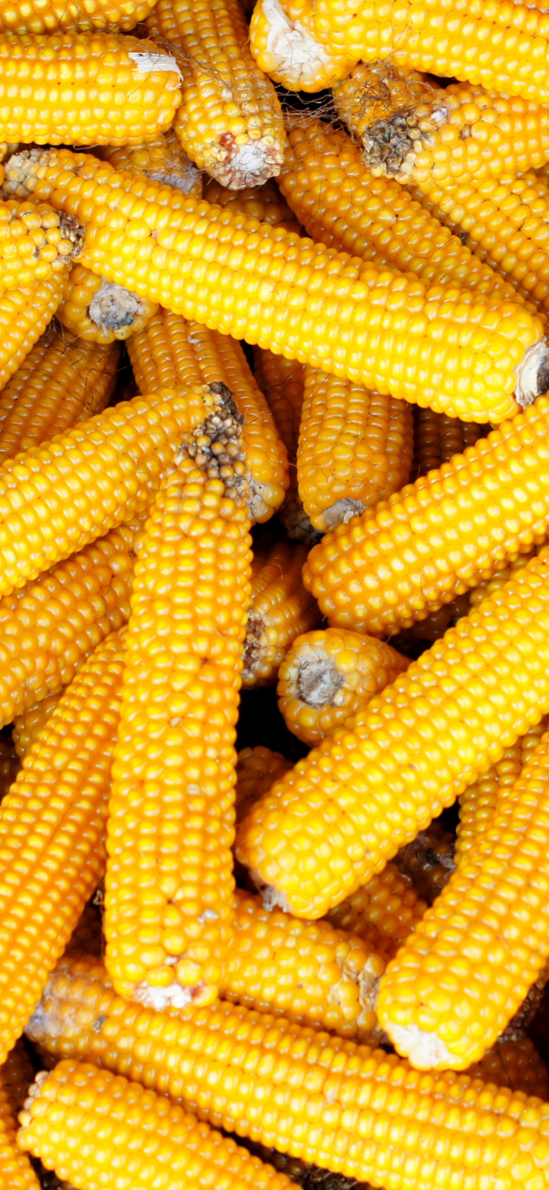 Sweet Corn, Corn on The Cob, Vegetarian Cuisine, Corn, Corncob. Wallpaper in 1125x2436 Resolution