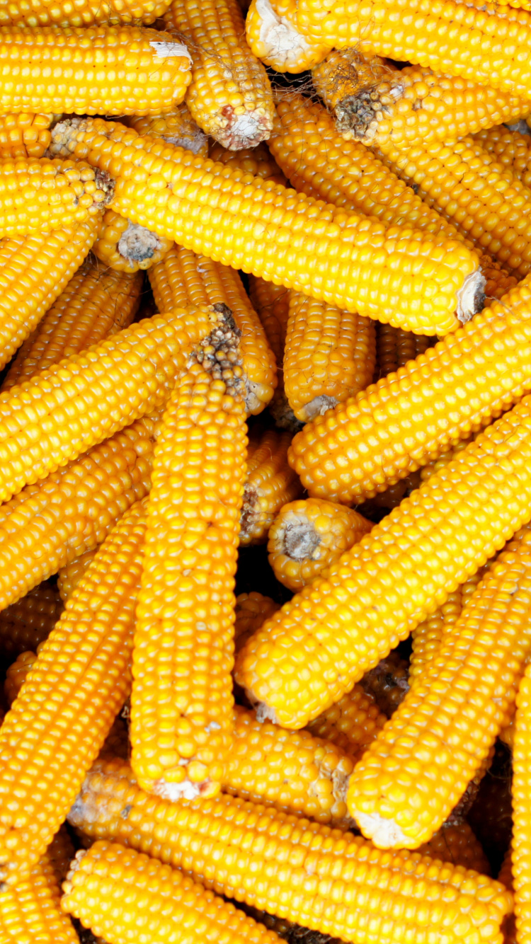 Sweet Corn, Corn on The Cob, Vegetarian Cuisine, Corn, Corncob. Wallpaper in 750x1334 Resolution