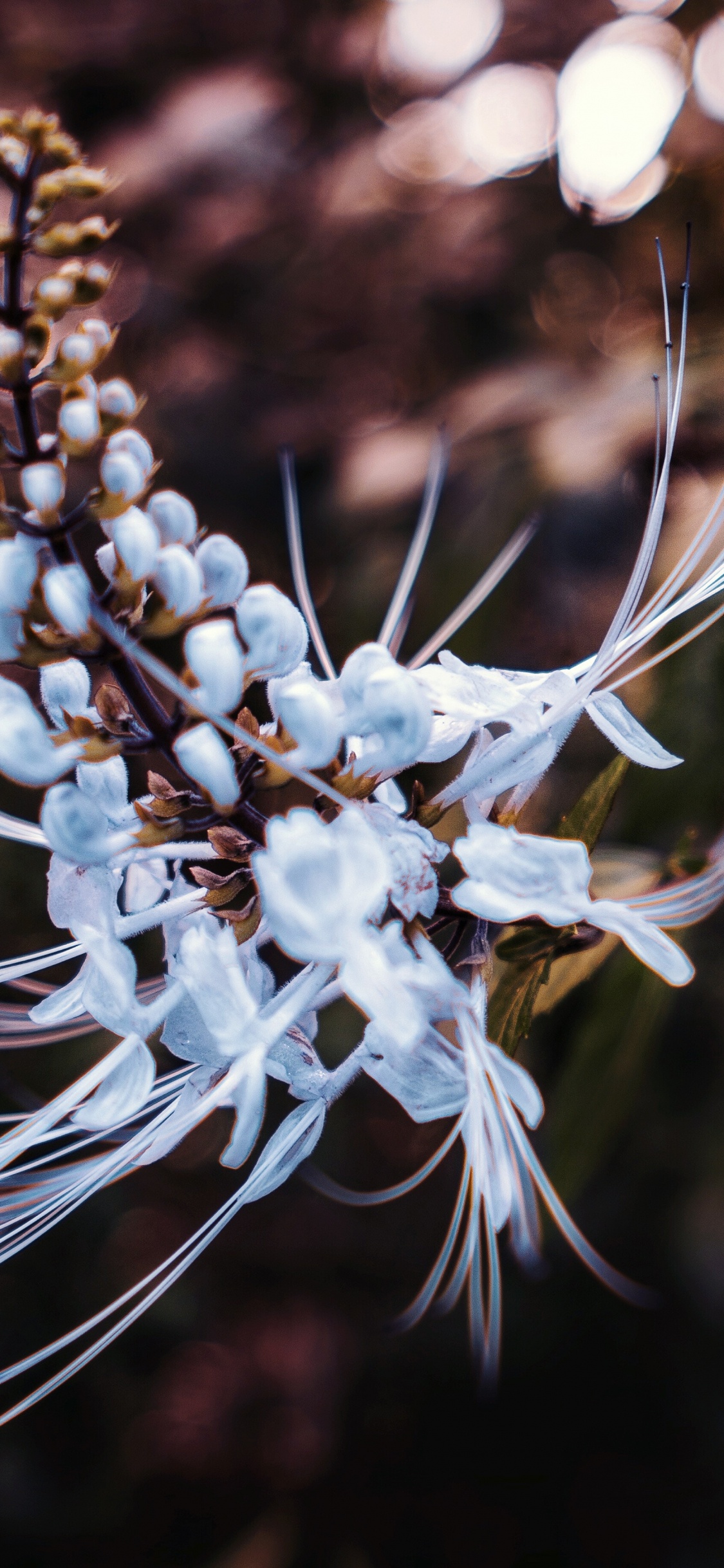 White Flower in Tilt Shift Lens. Wallpaper in 1125x2436 Resolution