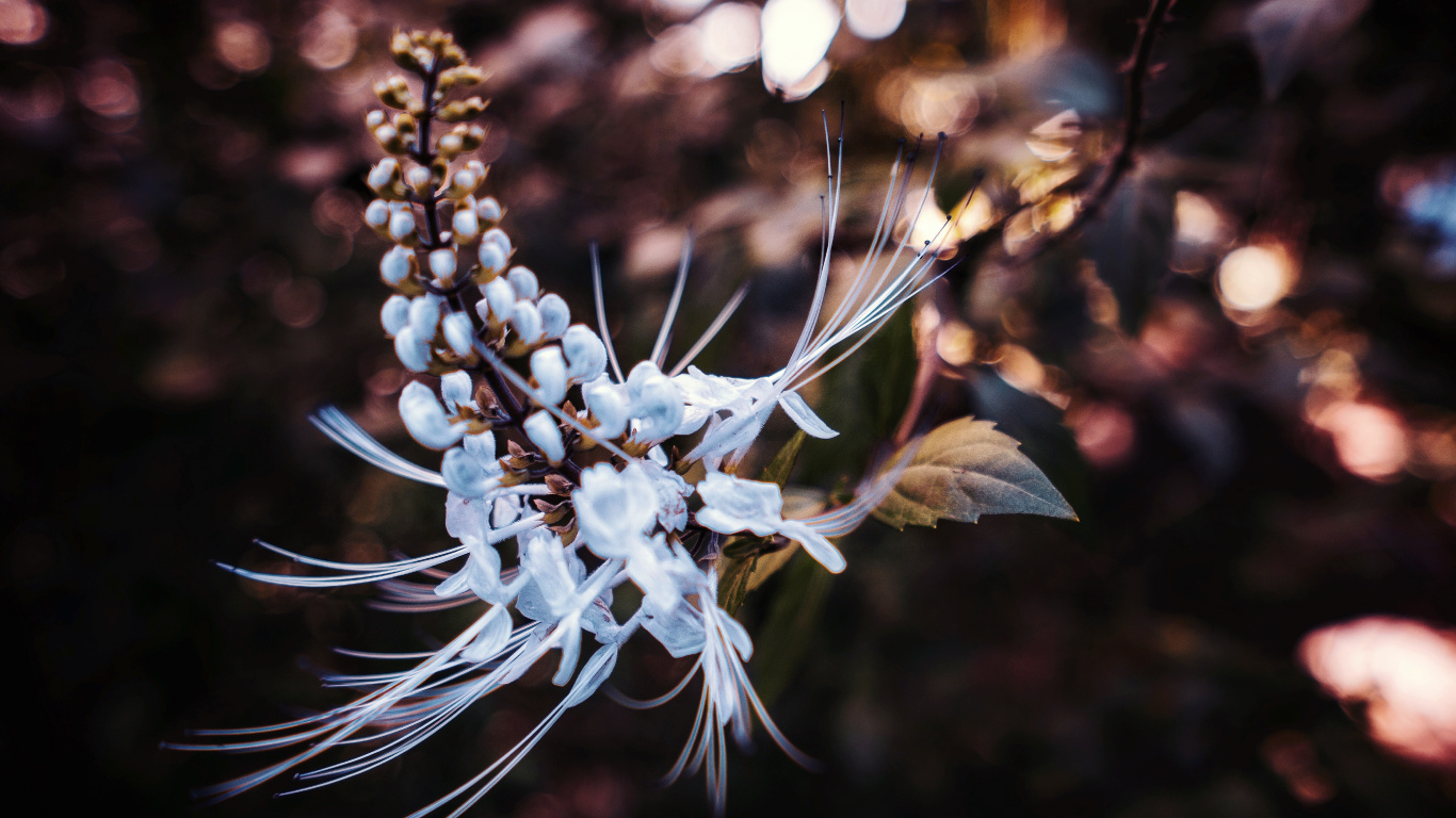 White Flower in Tilt Shift Lens. Wallpaper in 1366x768 Resolution