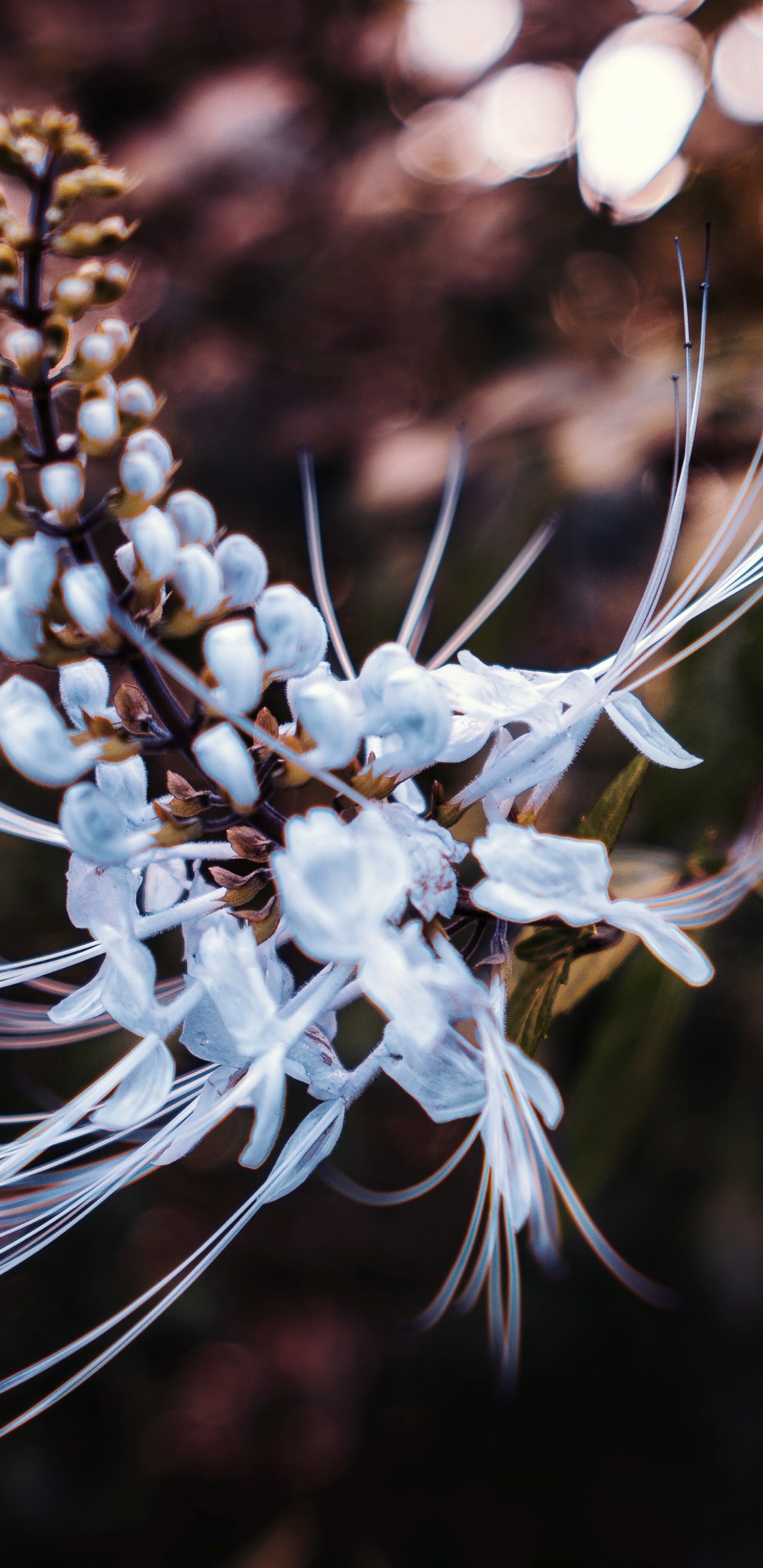 White Flower in Tilt Shift Lens. Wallpaper in 1440x2960 Resolution
