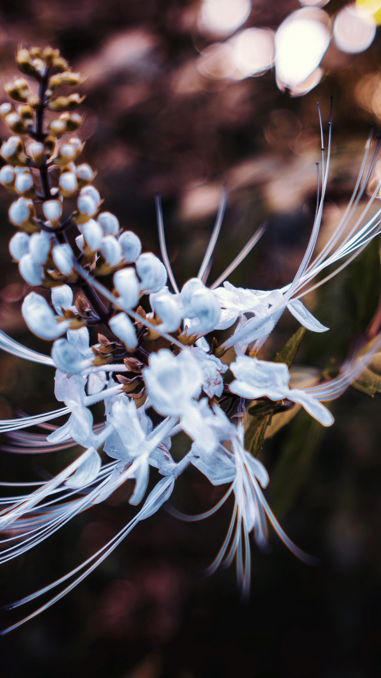 White Flower in Tilt Shift Lens. Wallpaper in 750x1334 Resolution