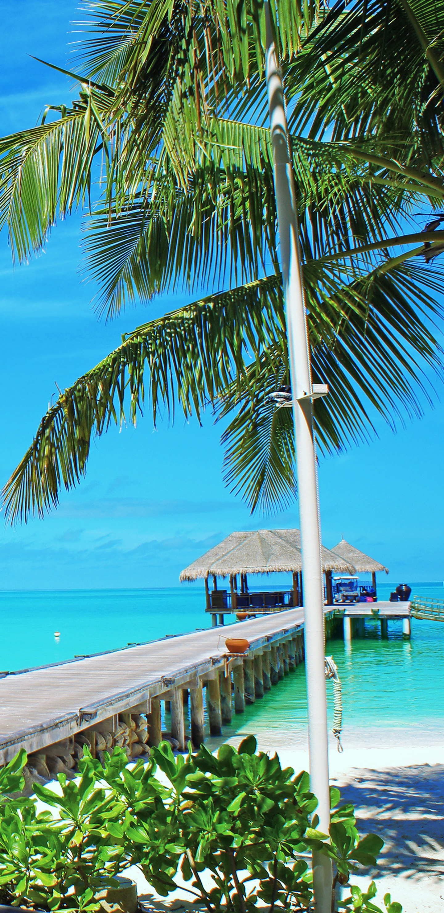 Palmera Verde Cerca Del Mar Durante el Día. Wallpaper in 1440x2960 Resolution