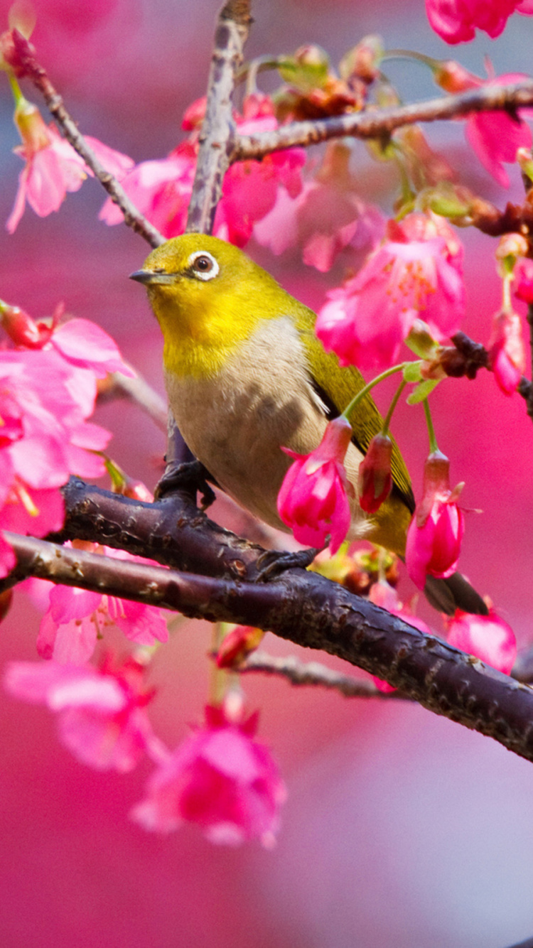 Pájaro Amarillo Posado en la Rama de un Árbol. Wallpaper in 750x1334 Resolution
