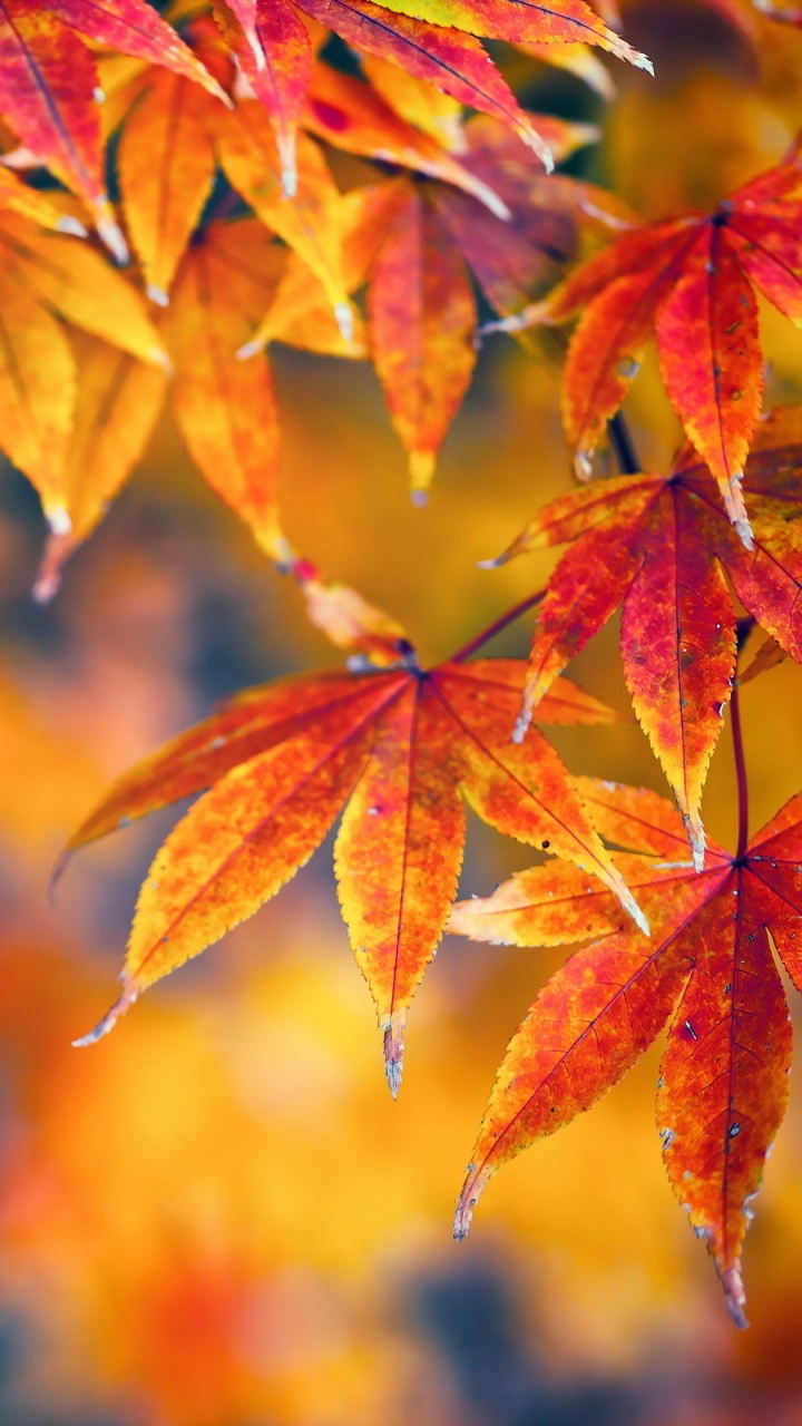 Feuilles Brunes et Rouges Dans L'objectif à Basculement. Wallpaper in 720x1280 Resolution
