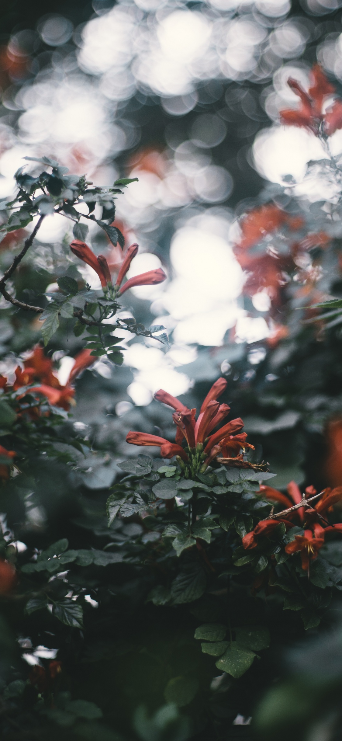 Feuilles Rouges et Blanches Pendant la Journée. Wallpaper in 1125x2436 Resolution
