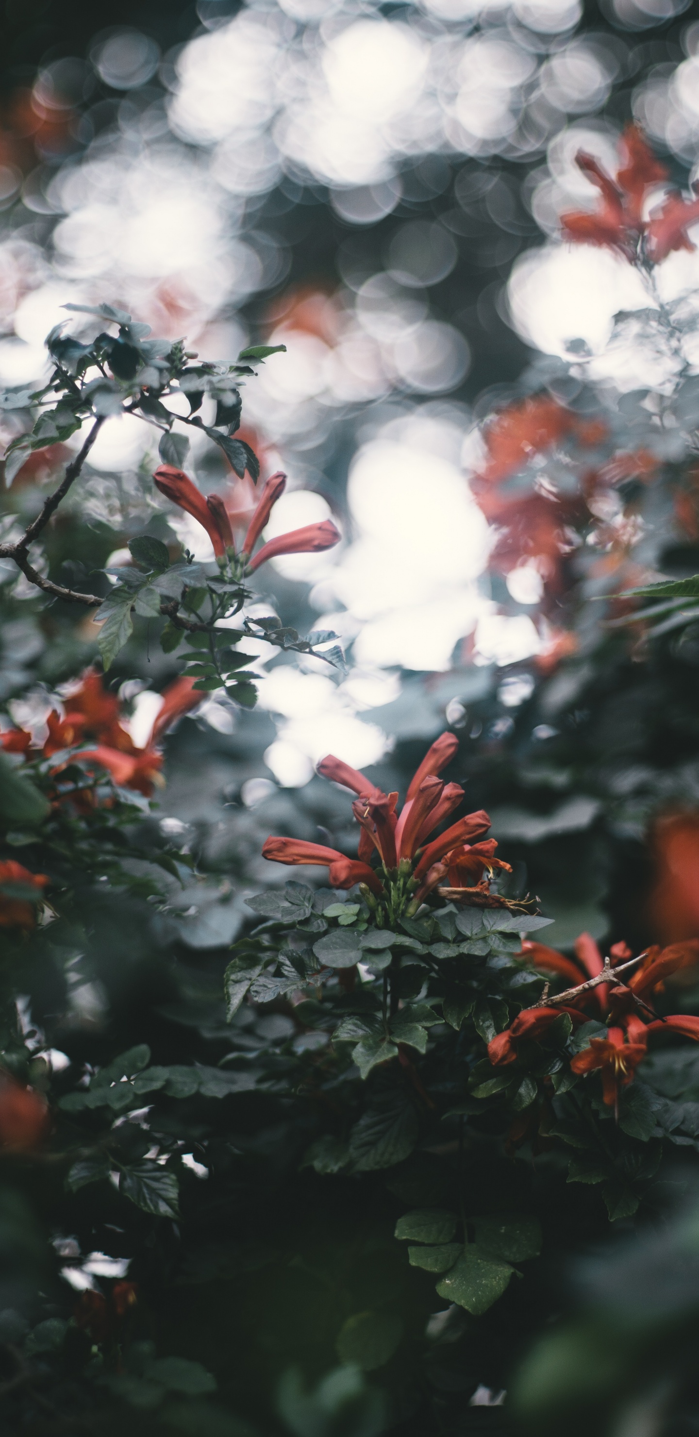 Feuilles Rouges et Blanches Pendant la Journée. Wallpaper in 1440x2960 Resolution