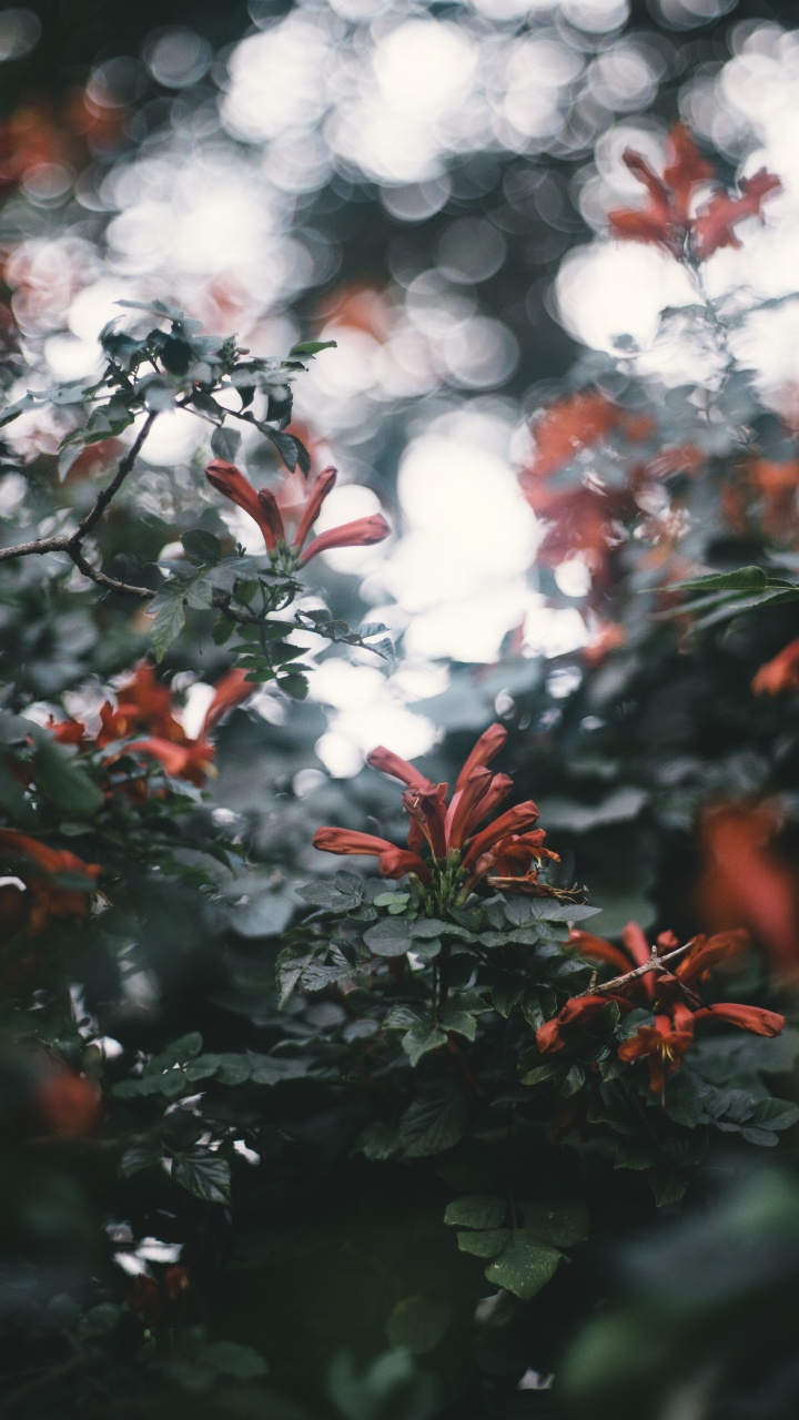 Feuilles Rouges et Blanches Pendant la Journée. Wallpaper in 720x1280 Resolution