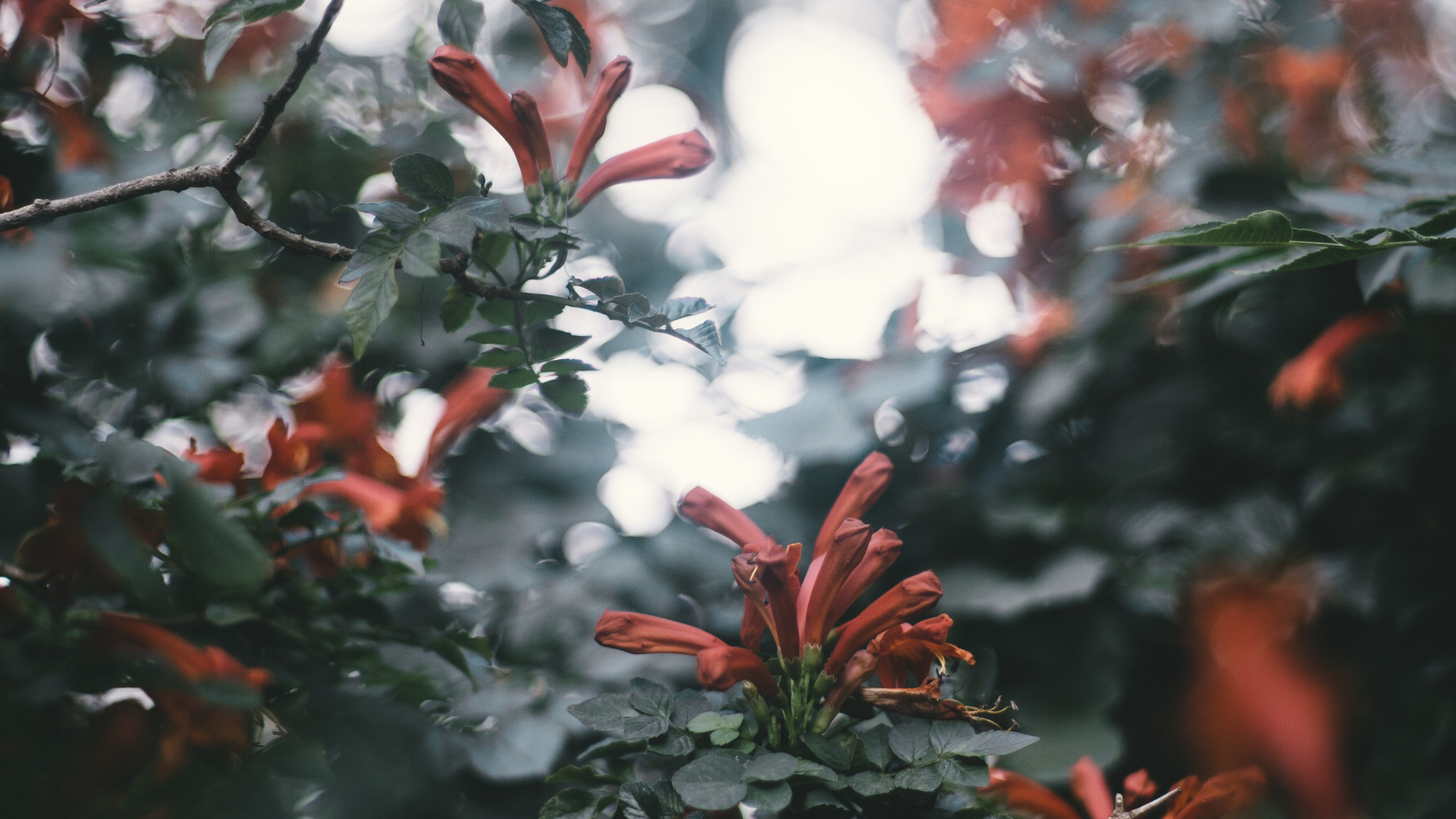 Red and White Leaves During Daytime. Wallpaper in 2560x1440 Resolution