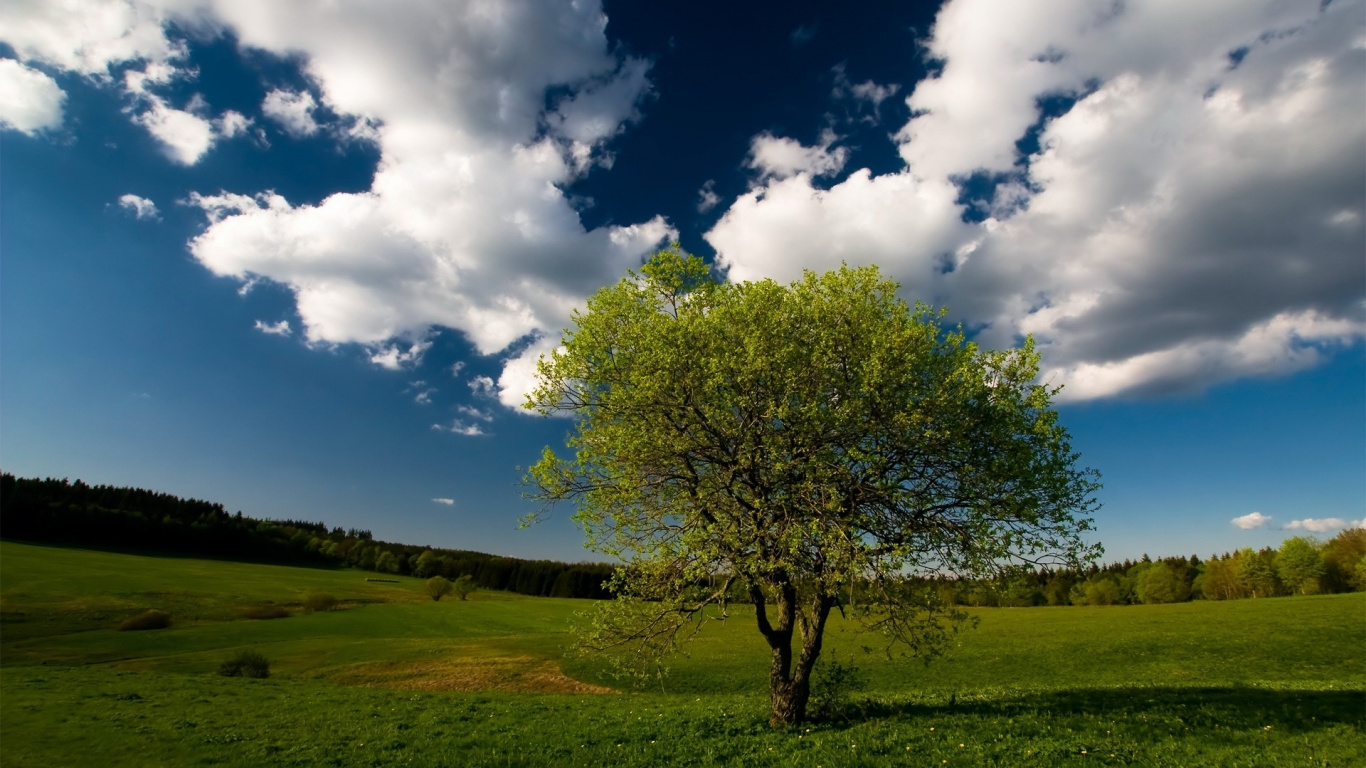 Arbre Vert Sur Terrain D'herbe Verte Sous un Ciel Nuageux Bleu et Blanc Pendant la Journée. Wallpaper in 1366x768 Resolution