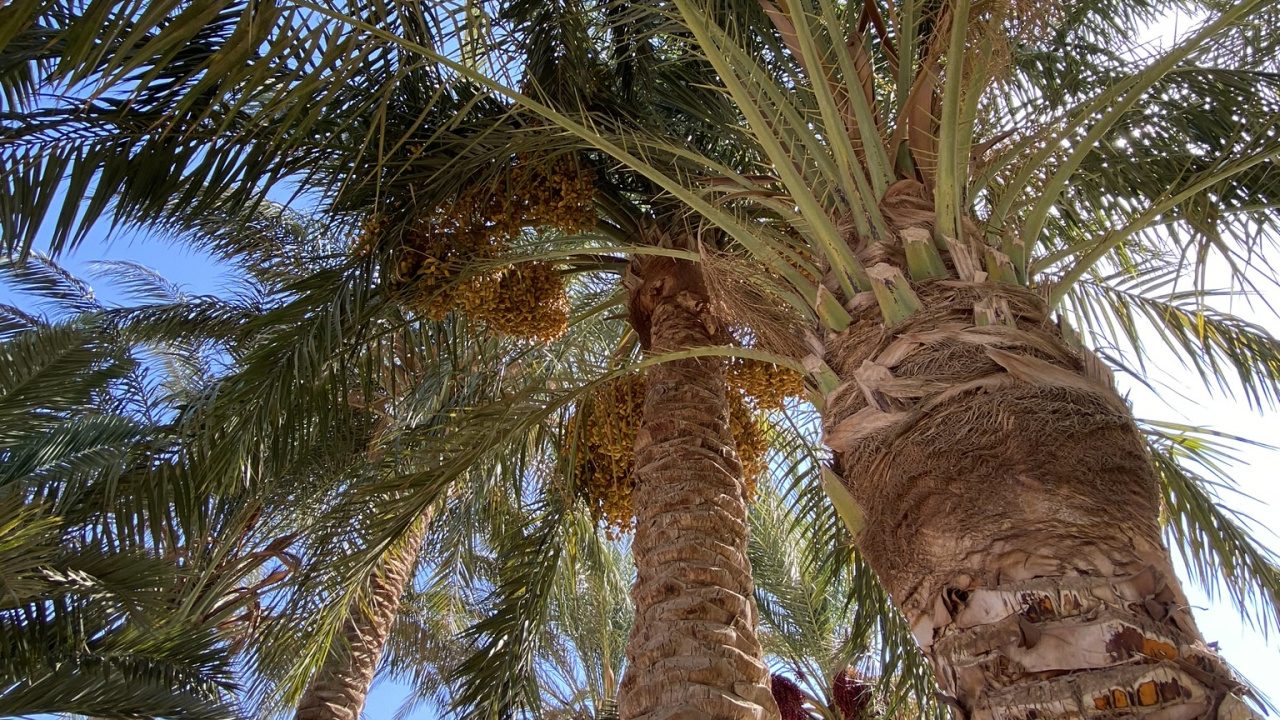 Date Palm, Babassu, Coconut, Tree, Woody Plant. Wallpaper in 1280x720 Resolution