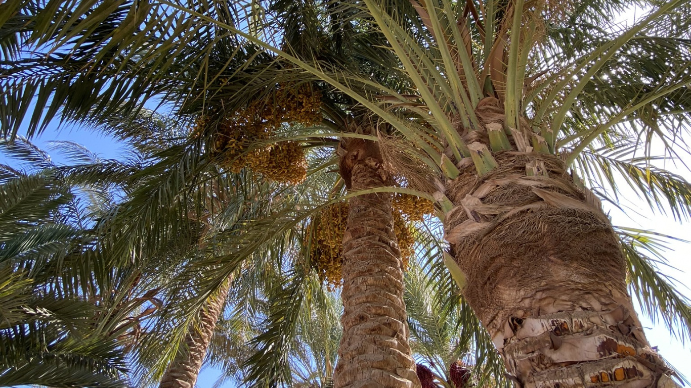 Date Palm, Babassu, Coconut, Tree, Woody Plant. Wallpaper in 1366x768 Resolution