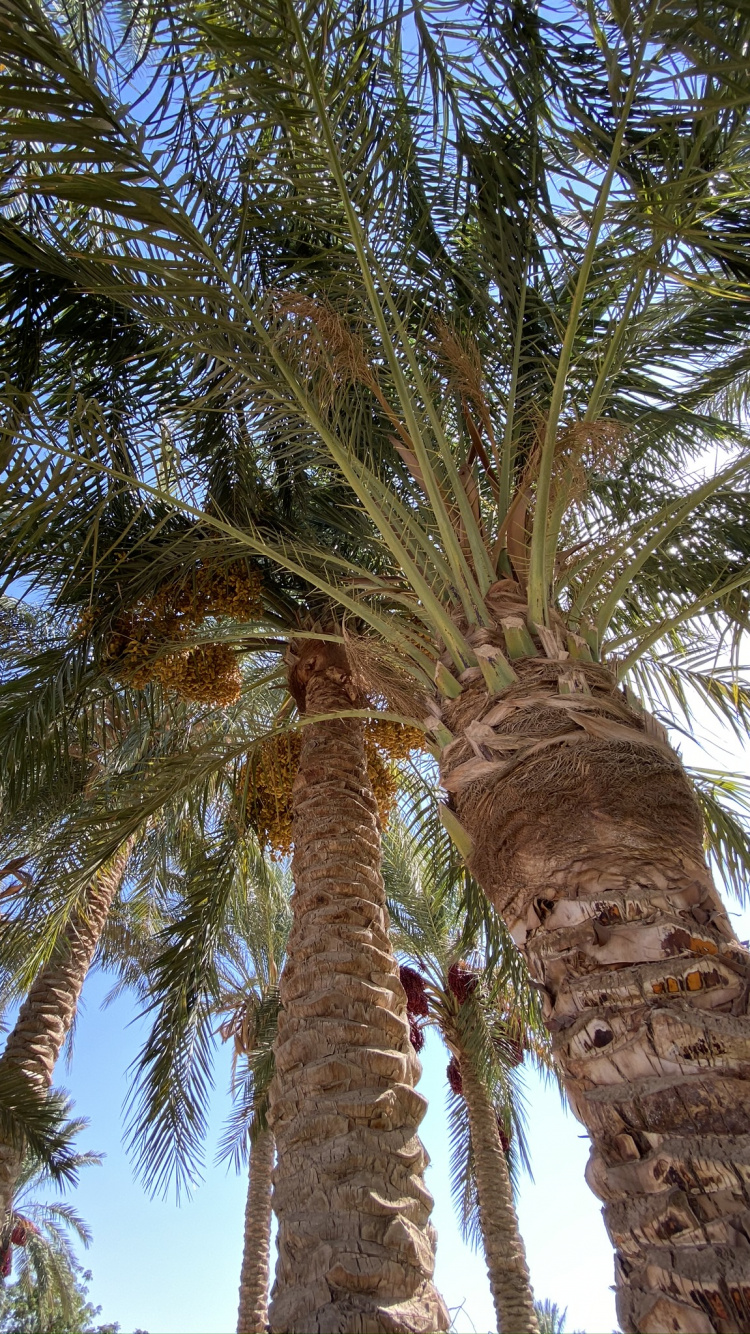 Fecha de la Palma, Babasú, Coco, Planta Leñosa, Planta Terrestre. Wallpaper in 750x1334 Resolution
