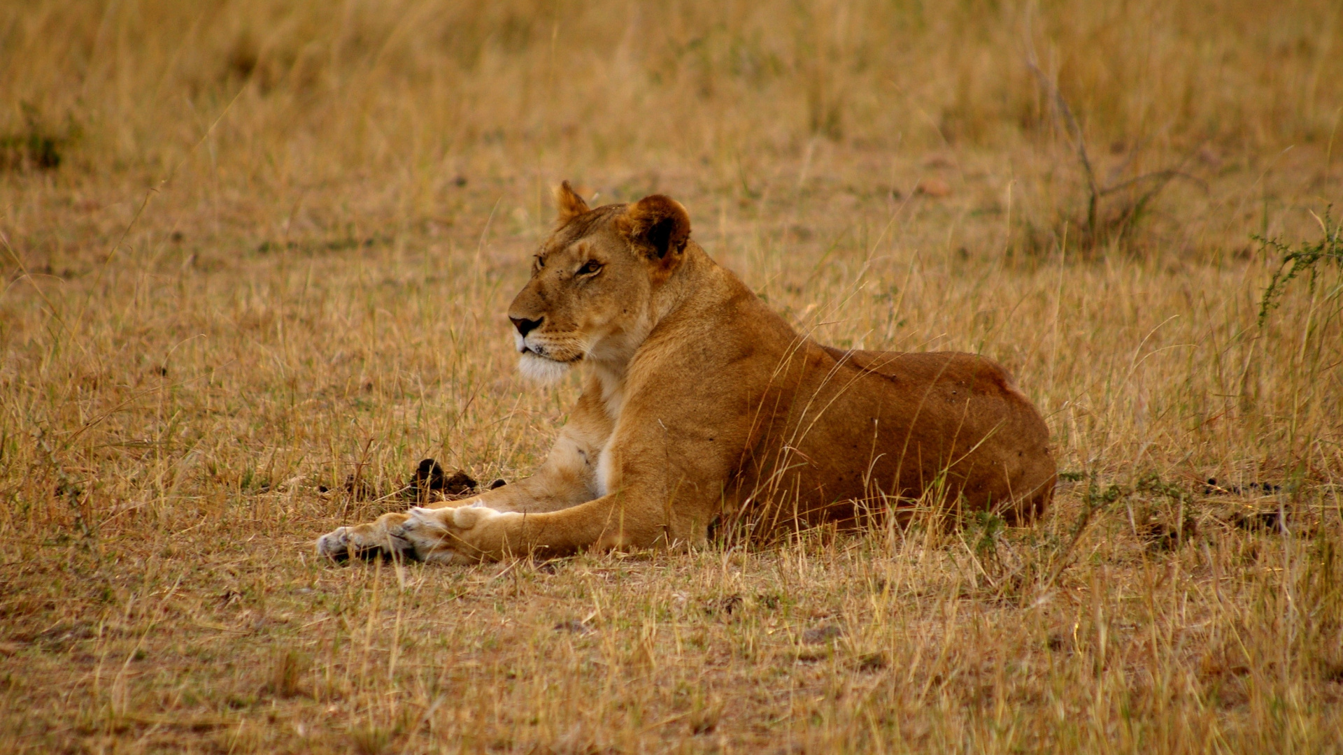 Brown Lioness on Brown Grass Field During Daytime. Wallpaper in 1920x1080 Resolution