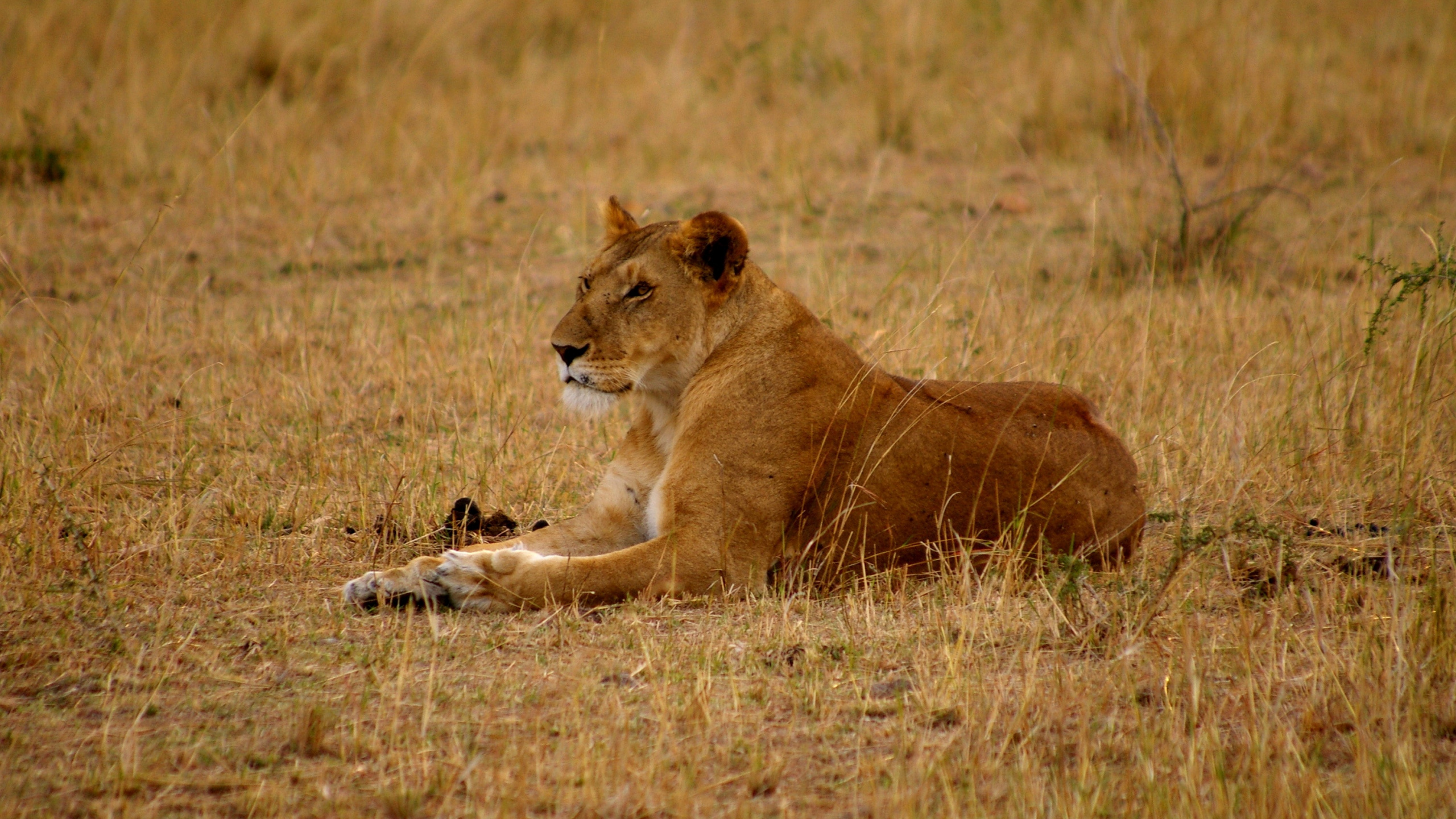 Brown Lioness on Brown Grass Field During Daytime. Wallpaper in 2560x1440 Resolution