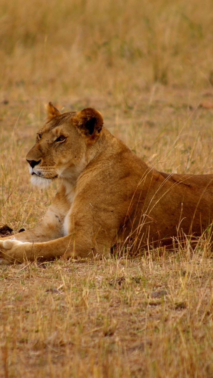 Brown Lioness on Brown Grass Field During Daytime. Wallpaper in 720x1280 Resolution