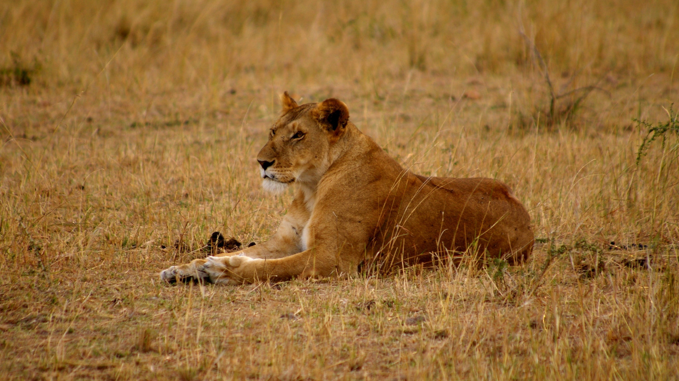 狮子, Safari, 野生动物, 陆地动物, 马赛马的狮子 壁纸 1366x768 允许