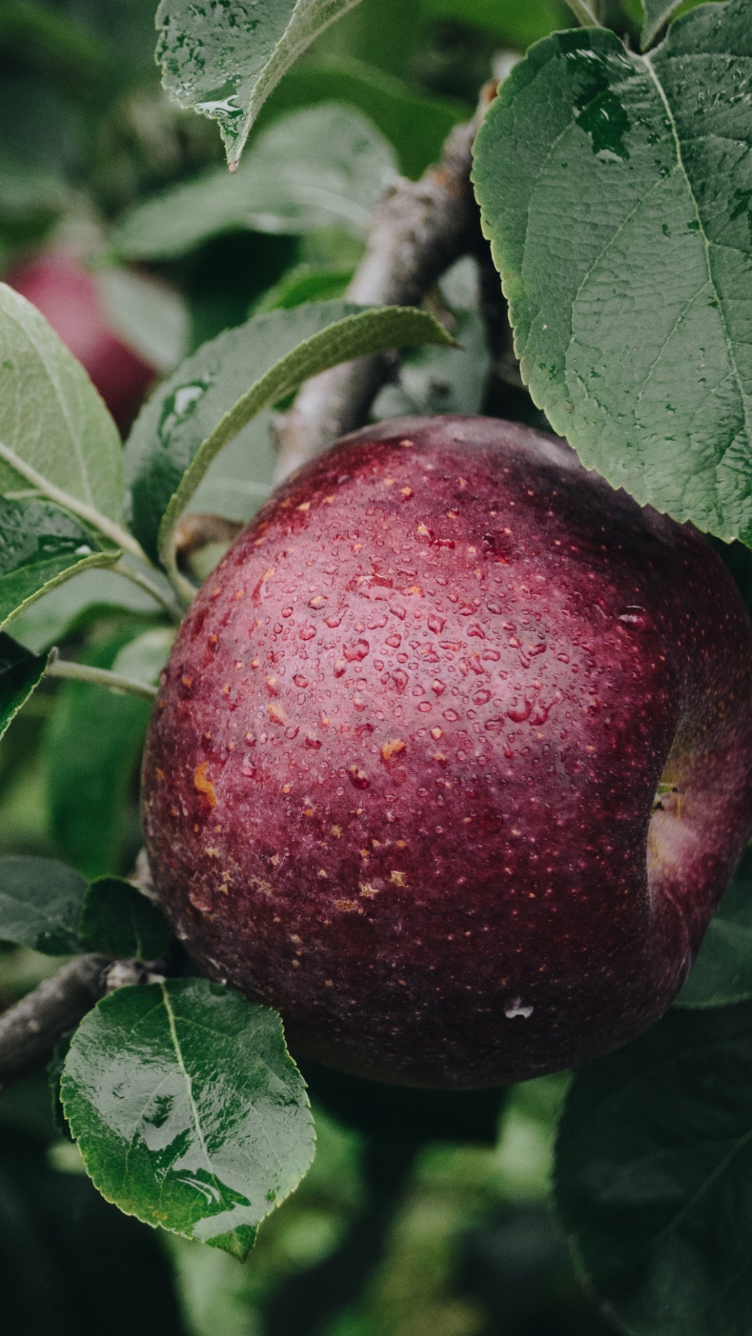 Apple, 食品, 显花植物, 产生, 工厂 壁纸 1080x1920 允许