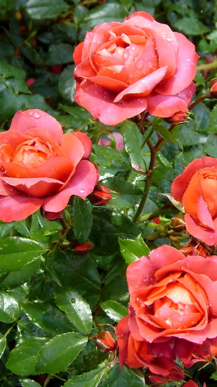 Pink Roses in Bloom During Daytime. Wallpaper in 750x1334 Resolution