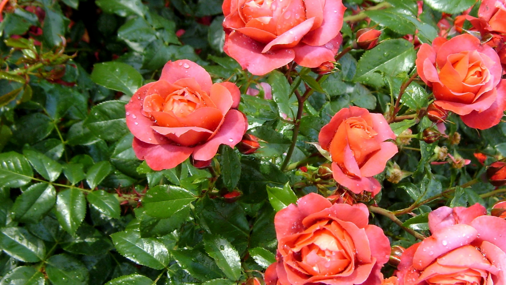 Rosas Rosadas en Flor Durante el Día. Wallpaper in 1920x1080 Resolution