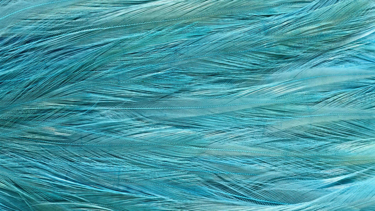 羽毛, 纹理, 水上, Azure, 鸟 壁纸 1280x720 允许