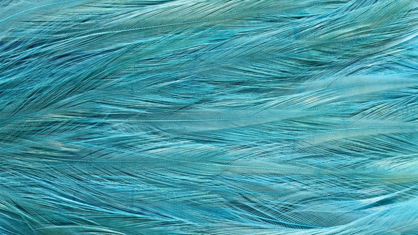 羽毛, 纹理, 水上, Azure, 鸟 壁纸 1366x768 允许