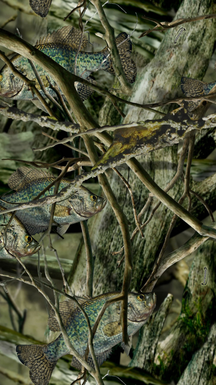Serpent Vert et Noir Sur Une Branche D'arbre Brune. Wallpaper in 750x1334 Resolution