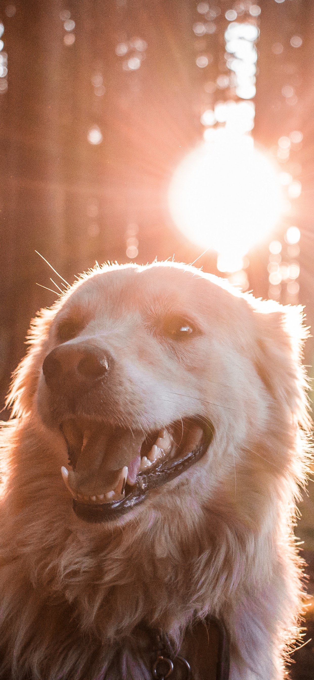 Golden Retriever With Yellow Ball on Mouth. Wallpaper in 1242x2688 Resolution