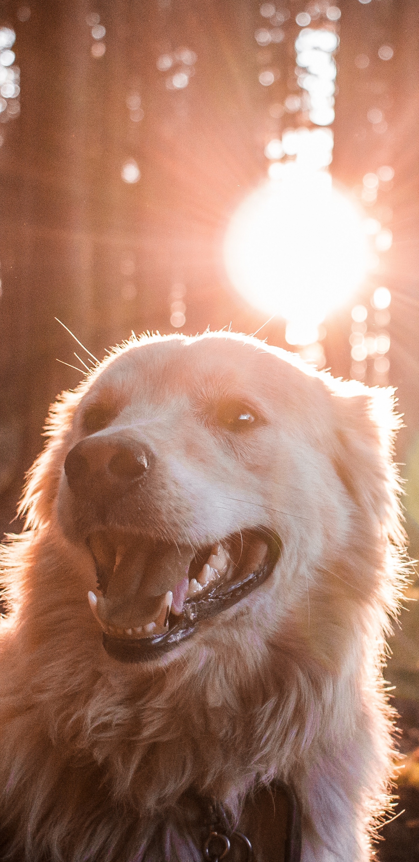 Golden Retriever With Yellow Ball on Mouth. Wallpaper in 1440x2960 Resolution