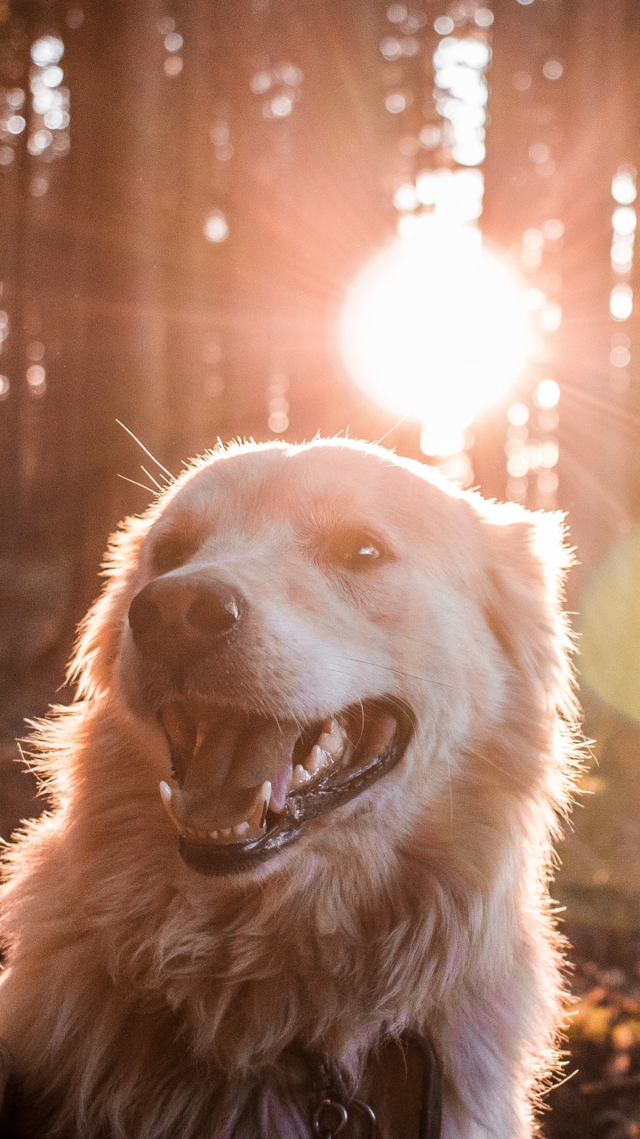 小狗, 宠物, 光, 黄金猎犬, 阳光 壁纸 720x1280 允许