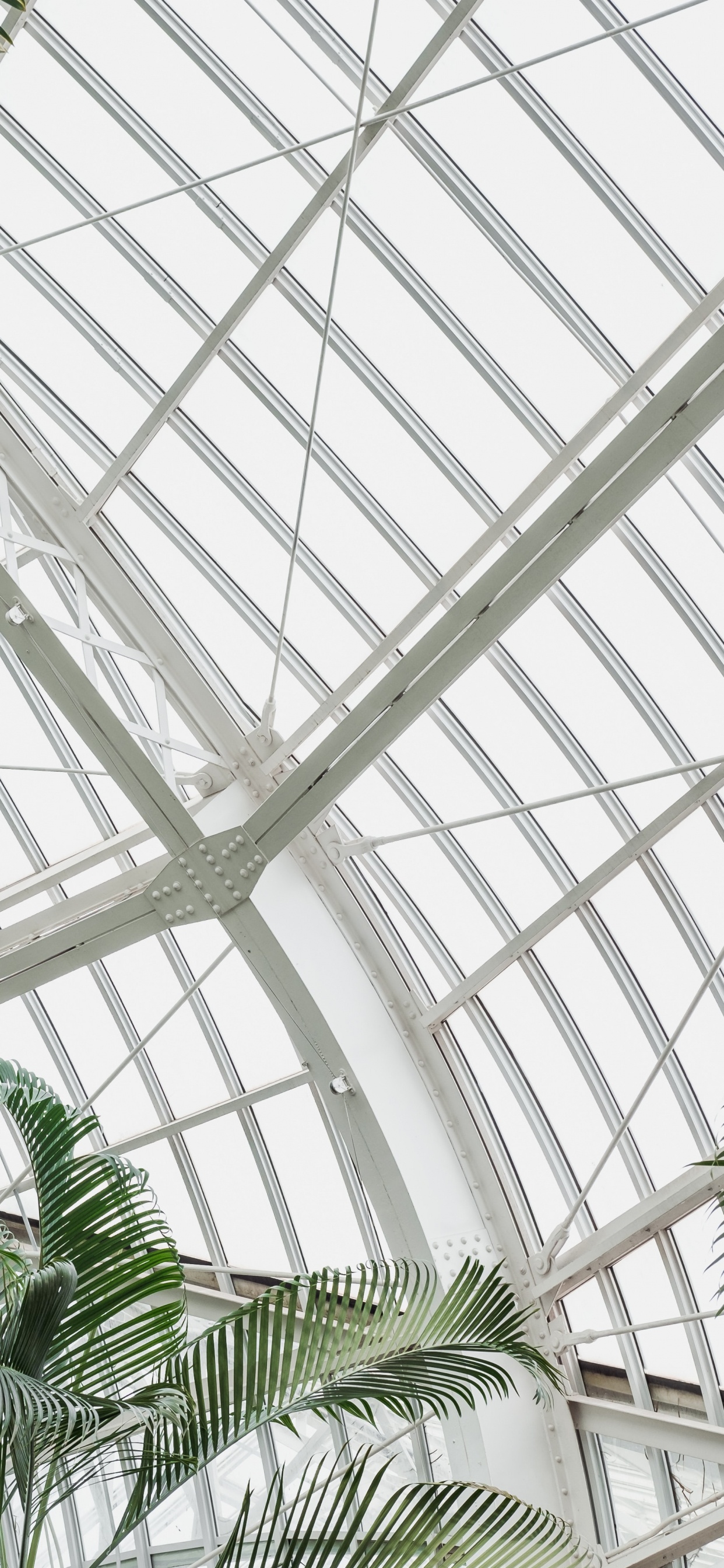 Palmera Verde Dentro Del Marco de Metal Blanco. Wallpaper in 1242x2688 Resolution