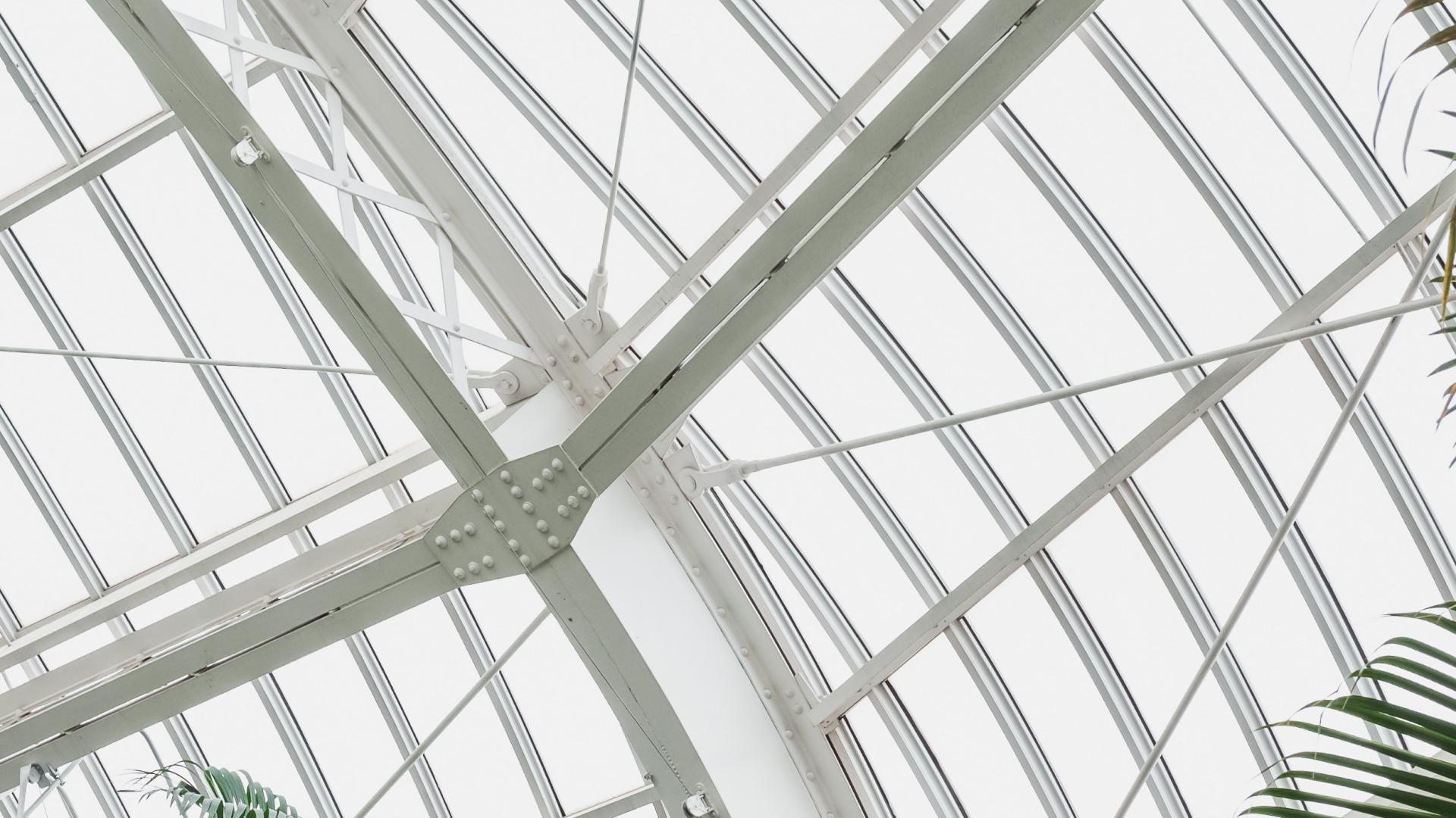 Palmera Verde Dentro Del Marco de Metal Blanco. Wallpaper in 1920x1080 Resolution