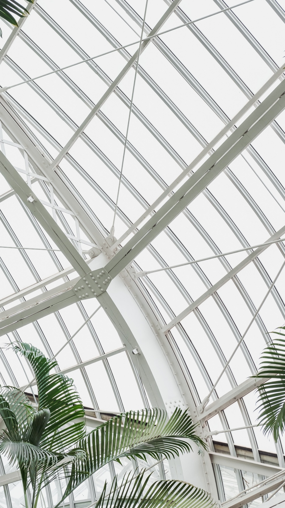 Palmier Vert à L'intérieur D'un Cadre en Métal Blanc. Wallpaper in 1080x1920 Resolution