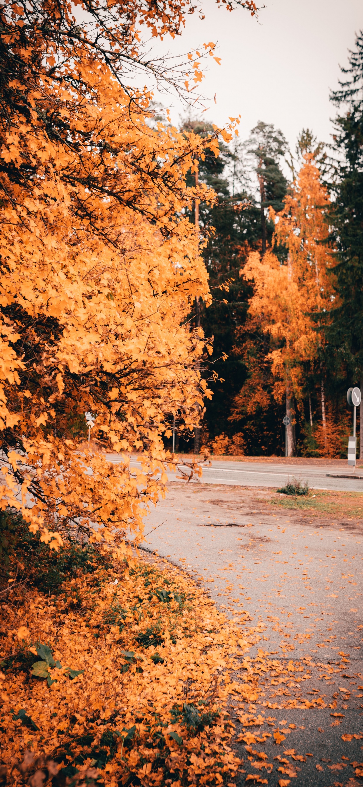 Natur, Baum, Blatt, Naturlandschaft, Herbst. Wallpaper in 1242x2688 Resolution