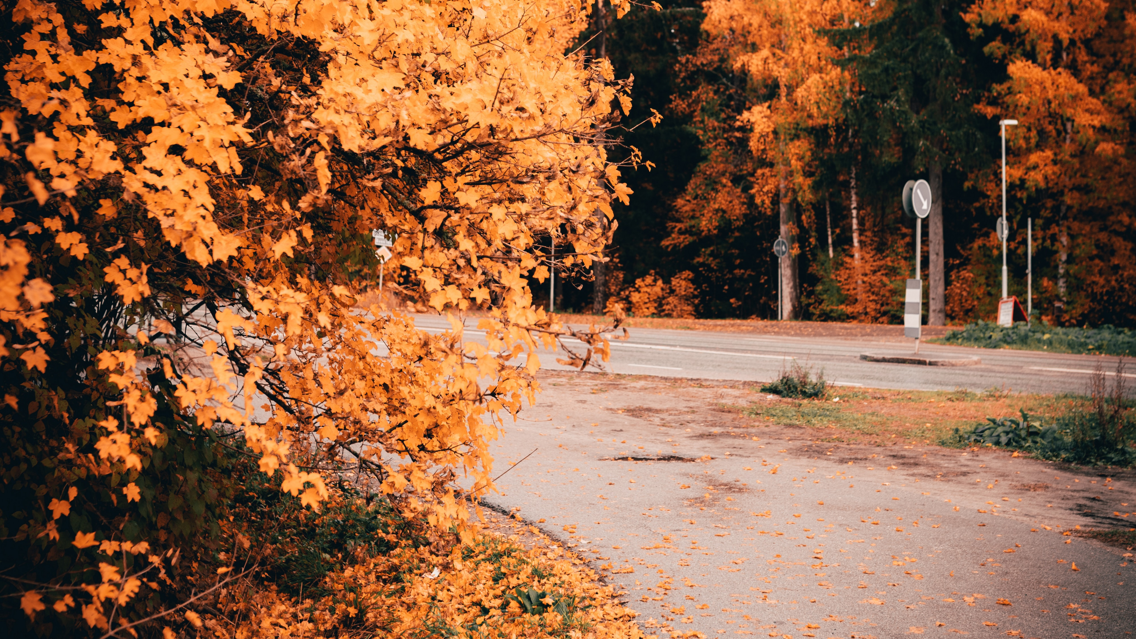 Natur, Baum, Blatt, Naturlandschaft, Herbst. Wallpaper in 3840x2160 Resolution