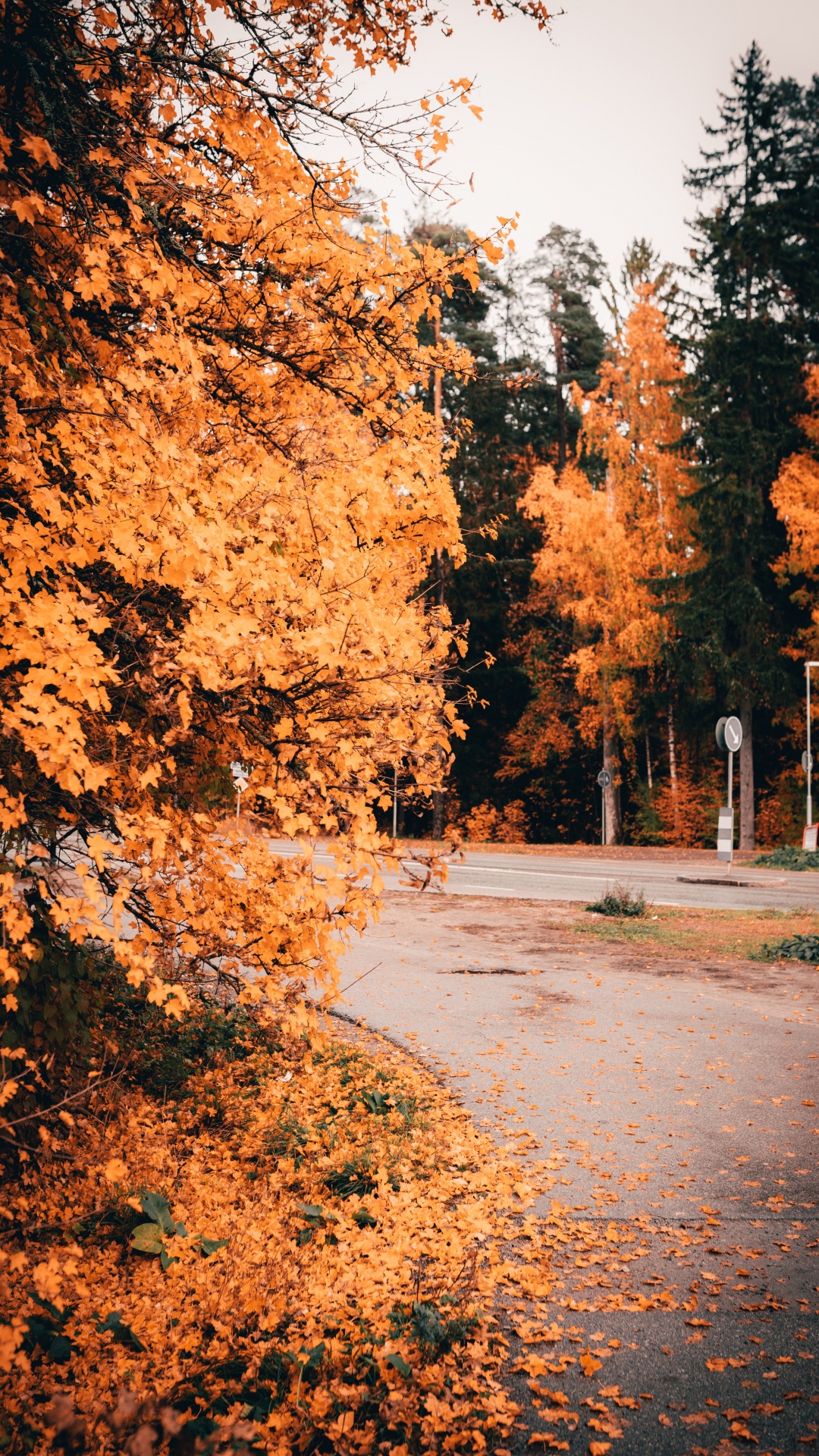 Nature, Feuille, Paysage Naturel, Orange, Plantes Ligneuses. Wallpaper in 1080x1920 Resolution