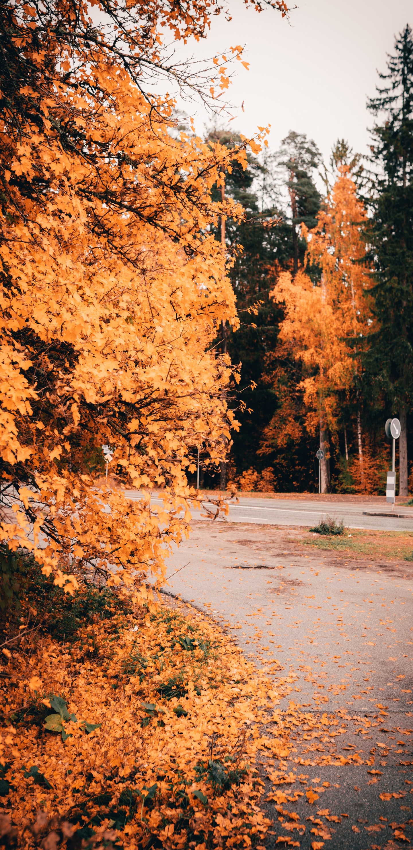 Nature, Feuille, Paysage Naturel, Orange, Plantes Ligneuses. Wallpaper in 1440x2960 Resolution