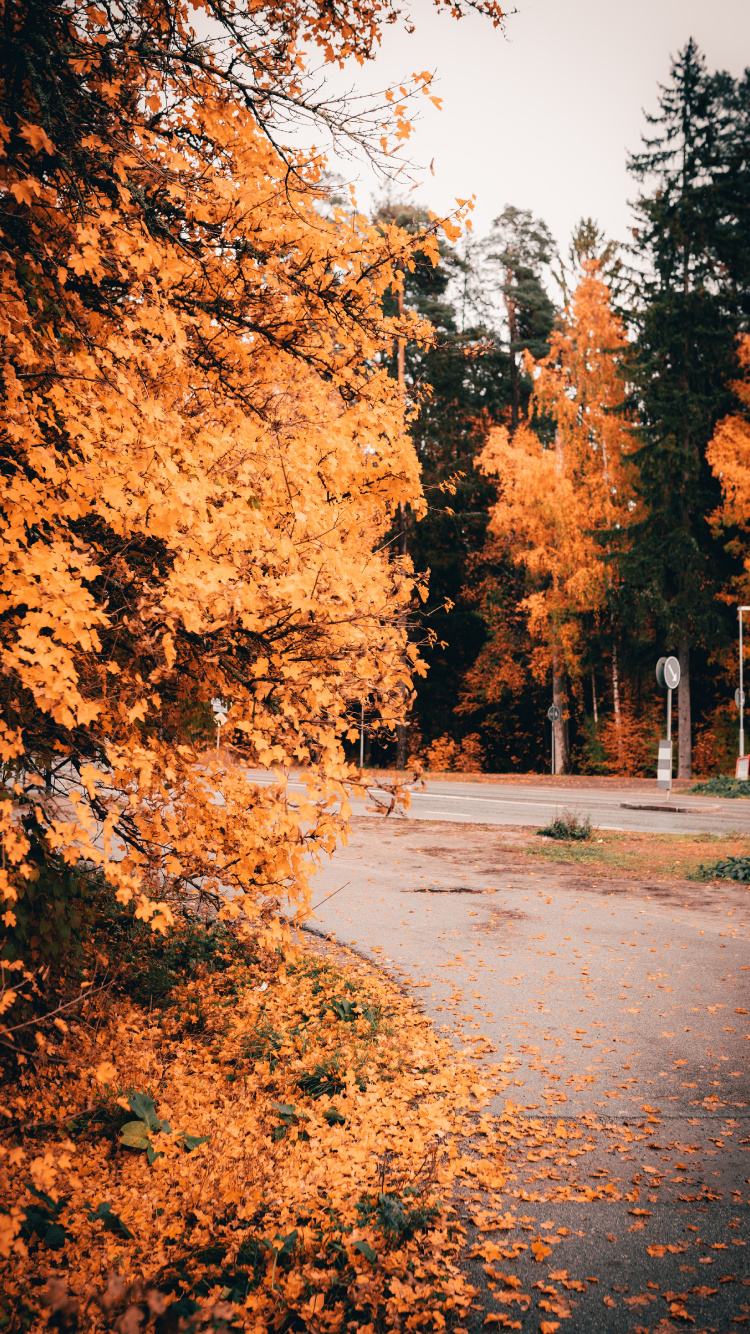 Nature, Feuille, Paysage Naturel, Orange, Plantes Ligneuses. Wallpaper in 750x1334 Resolution