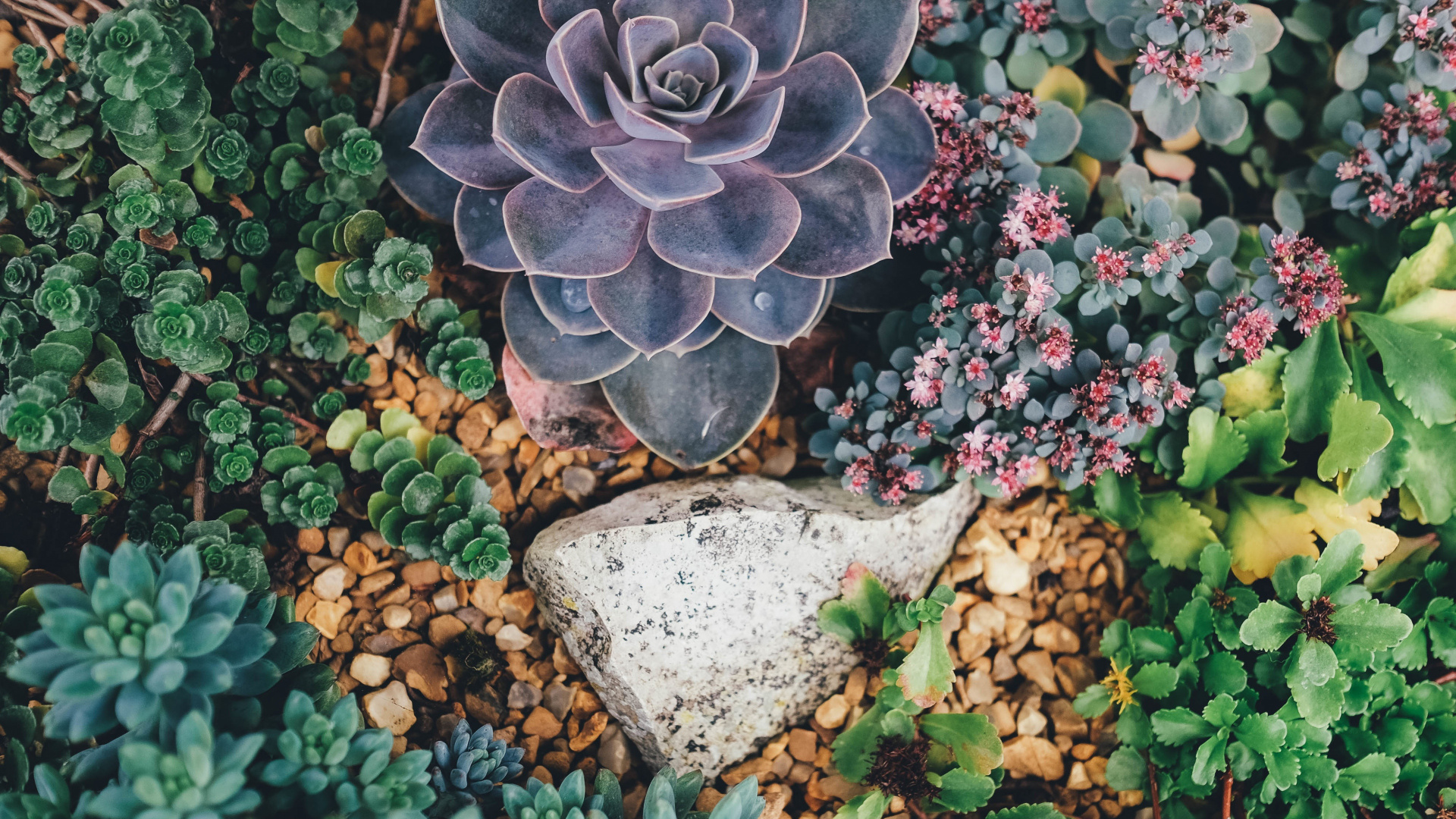Green Succulent Plant on White Stone. Wallpaper in 1920x1080 Resolution