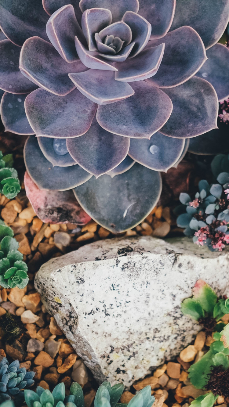 Green Succulent Plant on White Stone. Wallpaper in 750x1334 Resolution