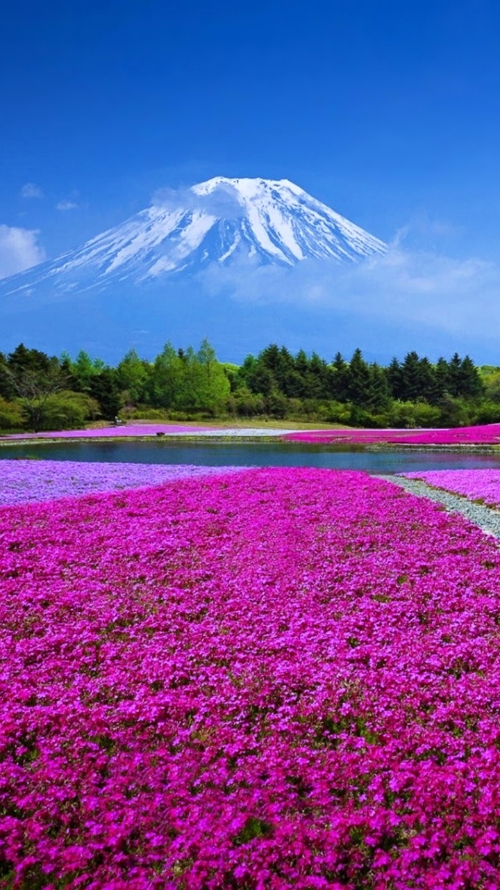 Pink Flower Field Near Mountain Under Blue Sky During Daytime. Wallpaper in 720x1280 Resolution