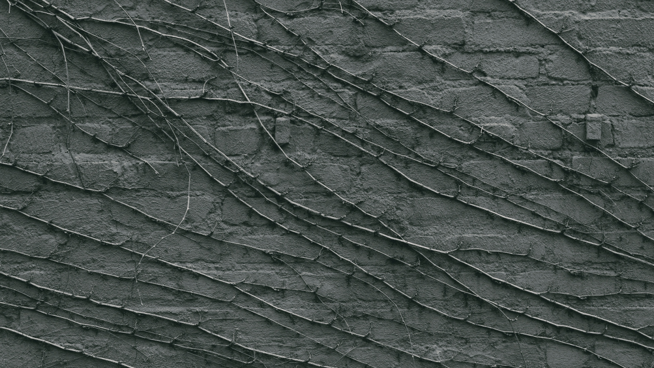 Grüne Und Schwarze Blattpflanze. Wallpaper in 1280x720 Resolution