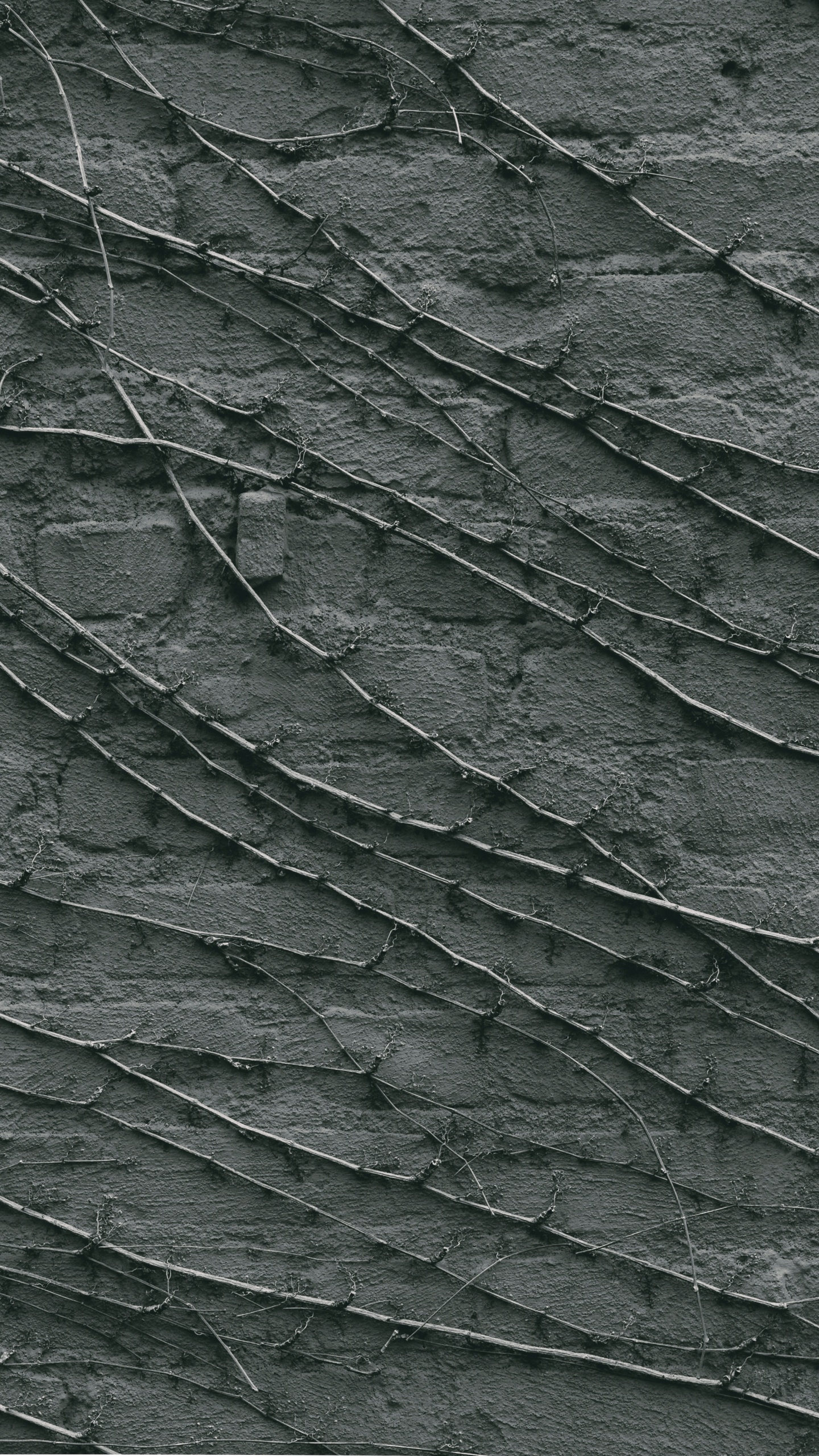 Grüne Und Schwarze Blattpflanze. Wallpaper in 1440x2560 Resolution