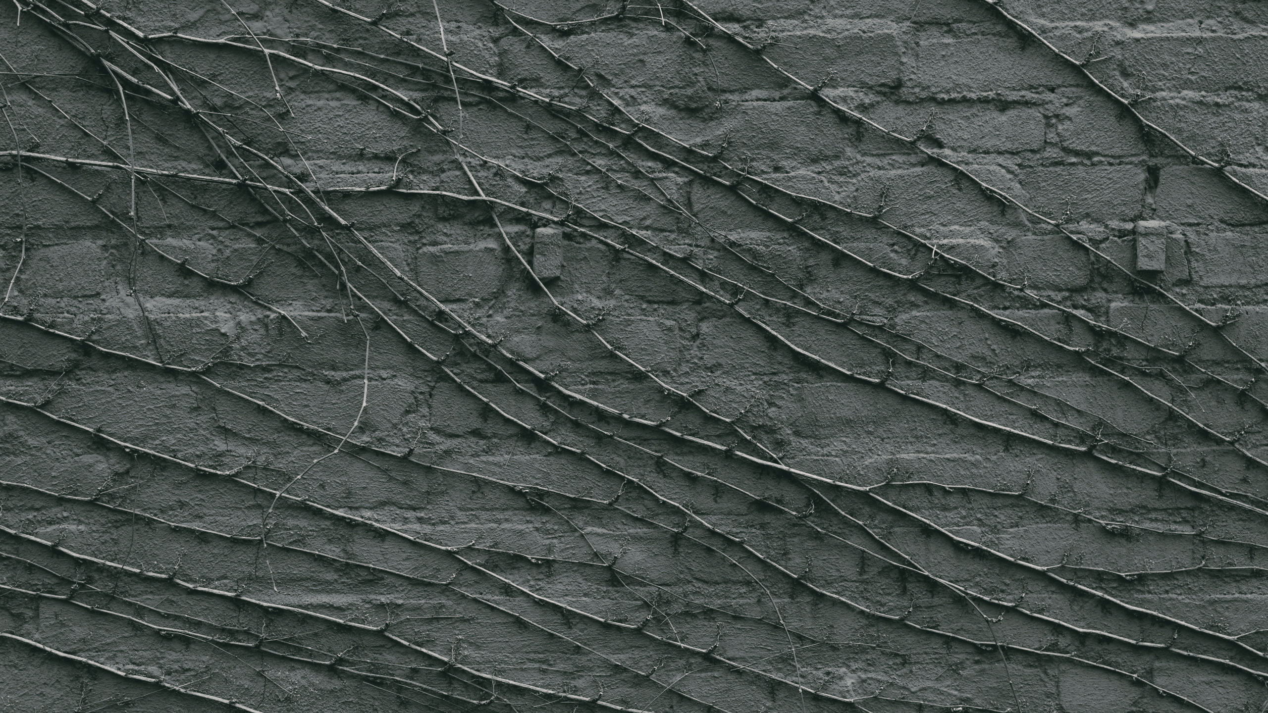 Grüne Und Schwarze Blattpflanze. Wallpaper in 2560x1440 Resolution